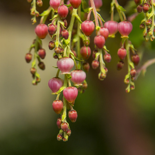 Marina Strawberry Tree - Arbutus Marina