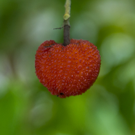 Marina Strawberry Tree  - Arbutus Marina