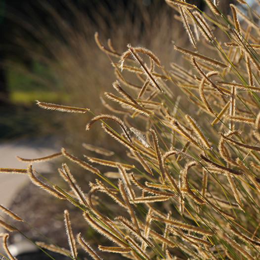 Blonde Ambition Blue Grama Grass  - Bouteloua gracilis 'Blonde Ambition'