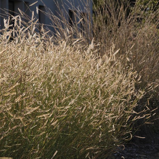 Blonde Ambition Blue Grama Grass  - Bouteloua gracilis 'Blonde Ambition'