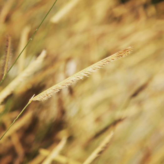 Blonde Ambition Blue Grama Grass - Bouteloua gracilis 'Blonde Ambition'