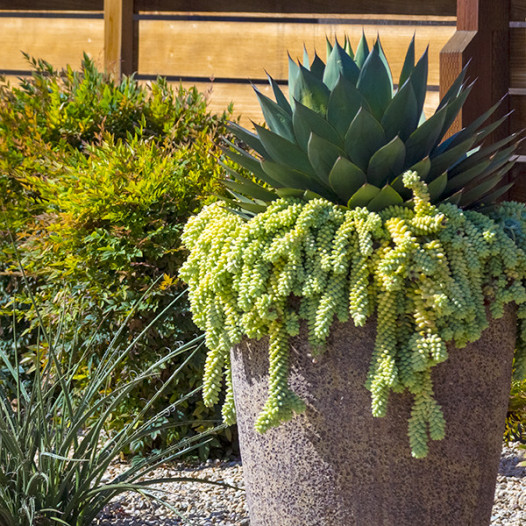 Burrito Sedum (Donkey Tail Plant)(Stonecrop)  - Sedum morganianum Burrito