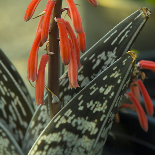 Tiger Aloe  - Aloe variegata