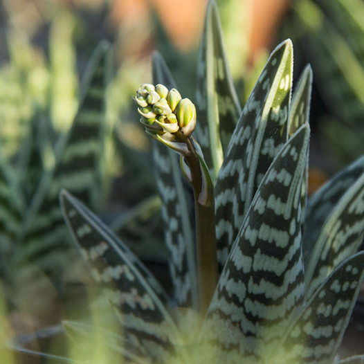 Tiger Aloe  - Aloe variegata