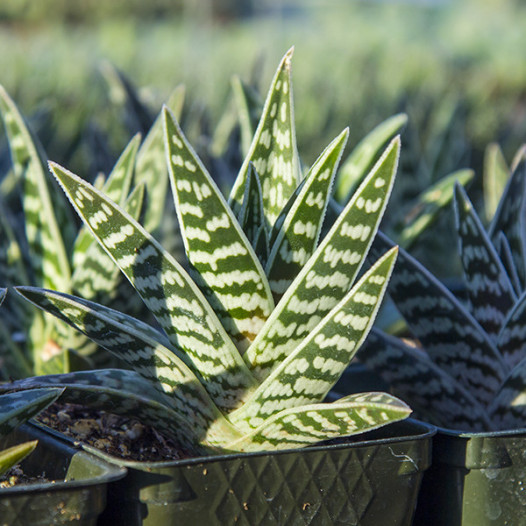 Tiger Aloe  - Aloe variegata