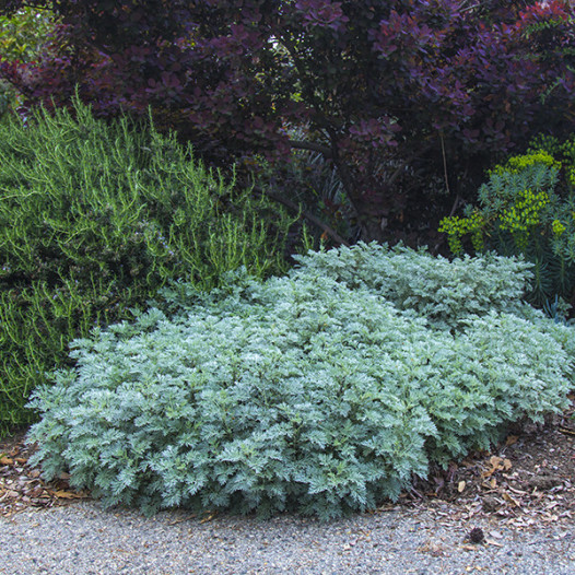 Wormwood  - Artemesia Powis Castle