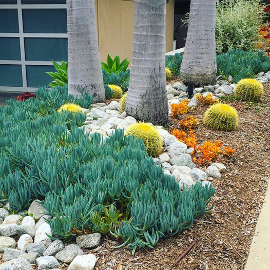 Golden Barrel Cactus  - Echinocactus grusonii