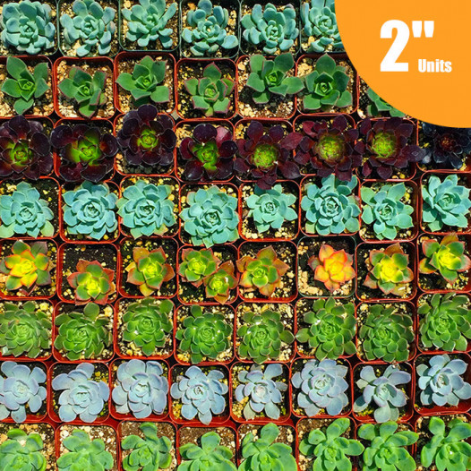 Mixed Succulent Tray