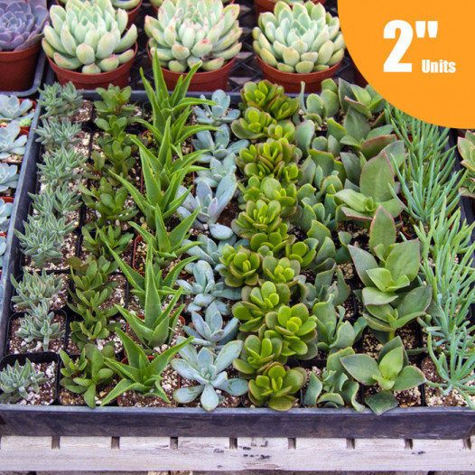 Mixed Succulent Tray
