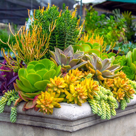 Mixed Succulent Tray 