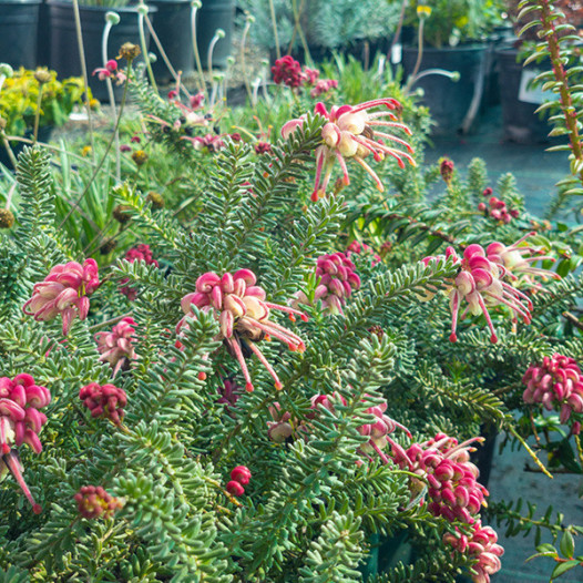 Grevillea lanigera 'Coastal Gem'  - Woolly Grevillea