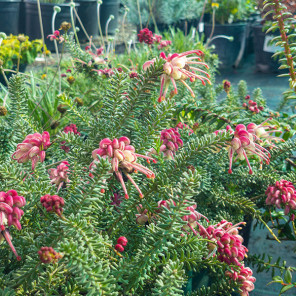 Grevillea lanigera 'Coastal Gem' - Woolly Grevillea