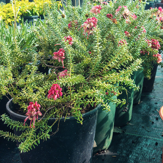 Grevillea lanigera 'Coastal Gem' - Woolly Grevillea