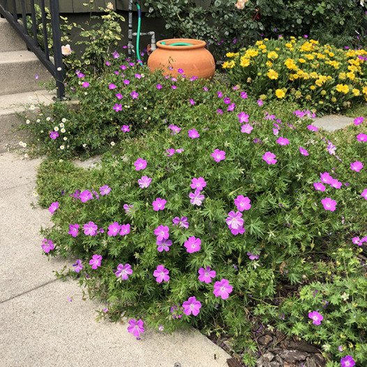 Bloody Cranesbill - Geranium sanguineum