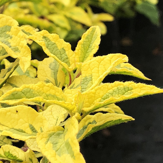 Mickey Rockrose  - Cistus x hybridus 'Mickey'