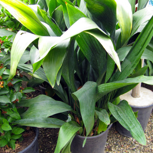 Cast Iron Plant  - Aspidistra elatior