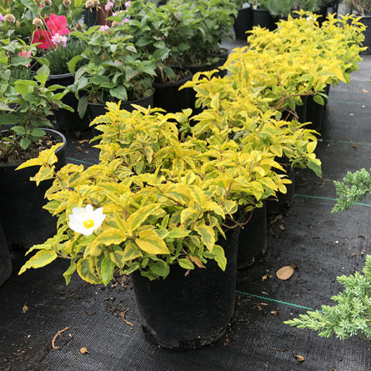 Mickey Rockrose  - Cistus x hybridus 'Mickey'