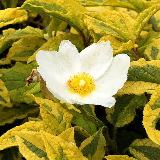 Mickey Rockrose  - Cistus x hybridus 'Mickey'