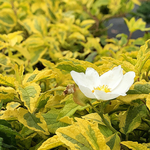 Mickey Rockrose  - Cistus x hybridus 'Mickey'