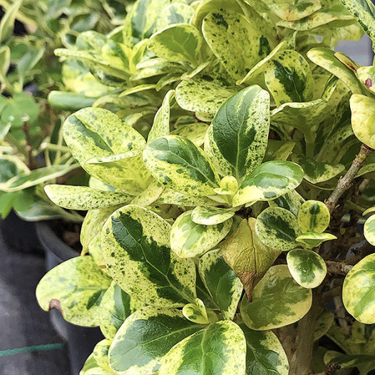 Dwarf Variegated Mirror Plant - Coprosma repens 'Marble Queen'