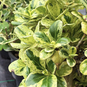 Dwarf Variegated Mirror Plant - Coprosma repens 'Marble Queen'