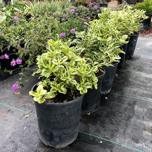 Dwarf Variegated Mirror Plant - Coprosma repens 'Marble Queen'