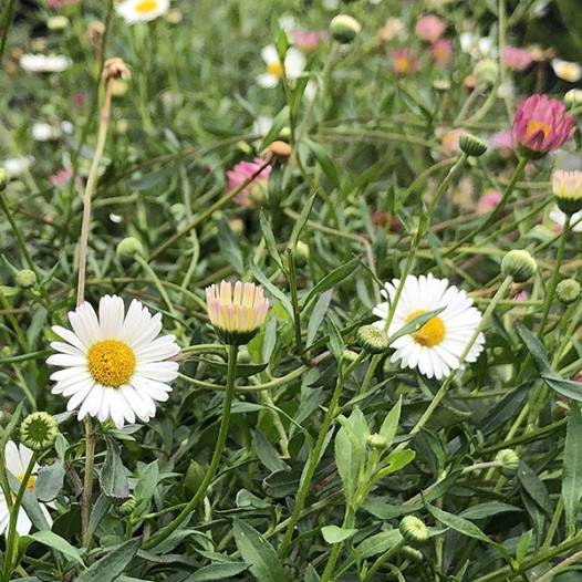 Santa Barbara Daisy  - Erigeron karvinskianus