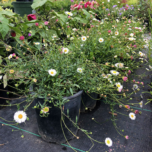 Santa Barbara Daisy  - Erigeron karvinskianus