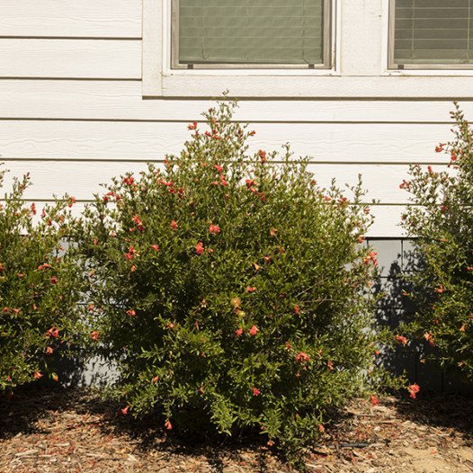 Dwarf Pomegranate  - Punica granatum 'Nana'