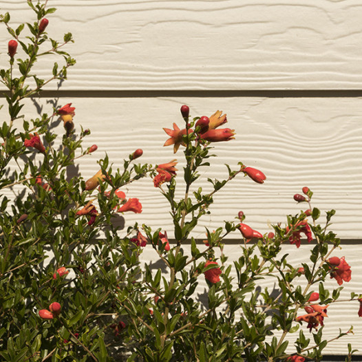 Dwarf Pomegranate  - Punica granatum 'Nana'