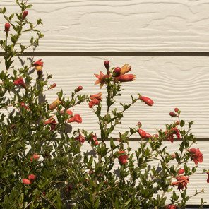 Dwarf Pomegranate - Punica granatum 'Nana'