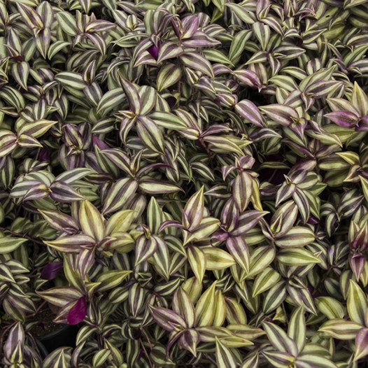 Wandering Jew  - Tradescantia zebrina