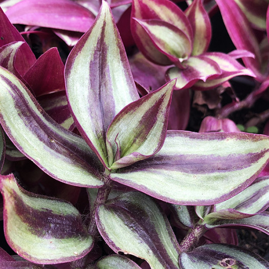 Wandering Jew  - Tradescantia zebrina