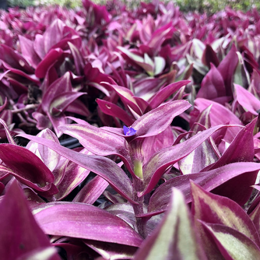 Wandering Jew  - Tradescantia zebrina