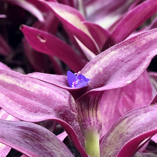 Wandering Jew  - Tradescantia zebrina