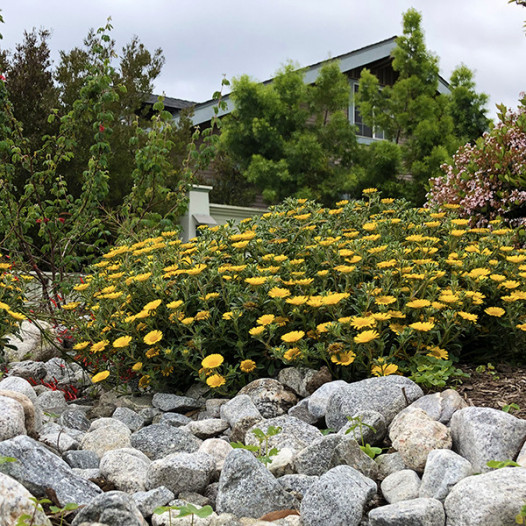 Gold Coin Daisy  - Asteriscus maritimus ’Gold Coin’