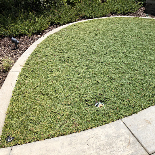 Dwarf Carpet of Stars  - Ruschia lineolata 'Nana'