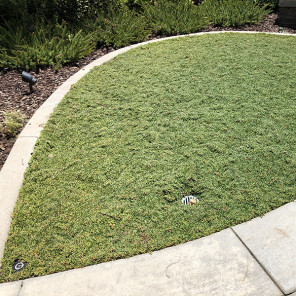 Dwarf Carpet of Stars - Ruschia lineolata 'Nana'