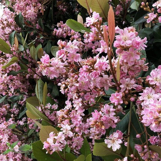 Majestic Beauty Indian Hawthorn - Patio Tree  - Rhaphiolepis 'Majestic Beauty'