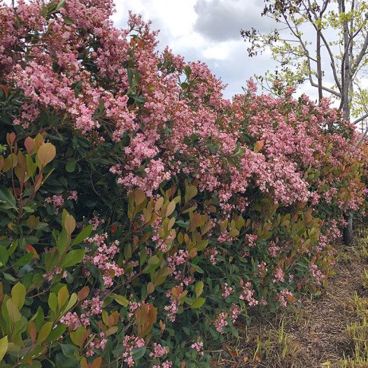 Majestic Beauty Indian Hawthorn - Patio Tree  - Rhaphiolepis 'Majestic Beauty'