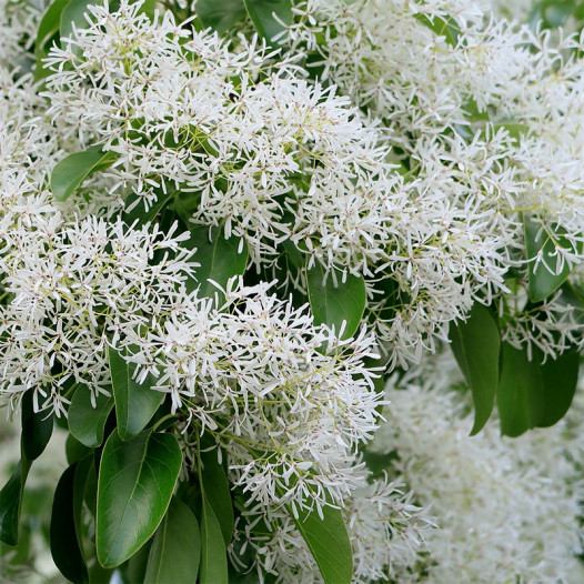 Chinese Fringe Tree  - Chionanthus retusus