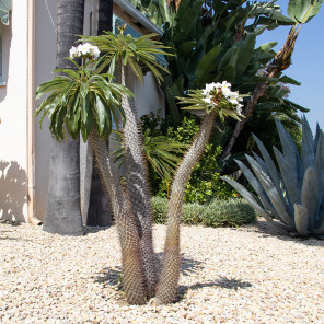 Madagascar Palm - Pachypodium lamerei