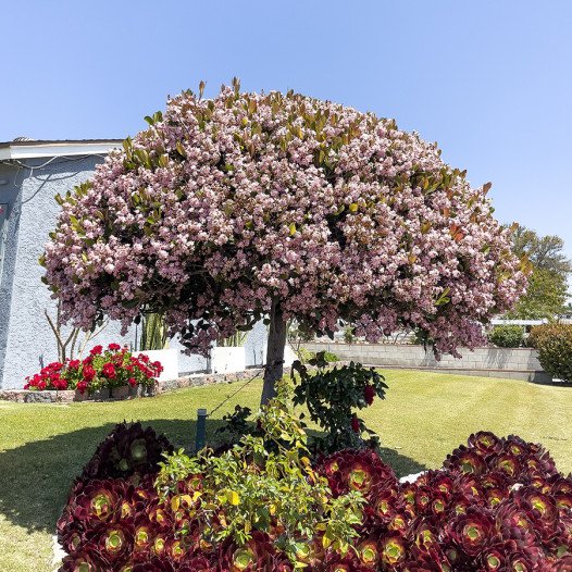 Majestic Beauty Indian Hawthorn - Patio Tree  - Rhaphiolepis 'Majestic Beauty'