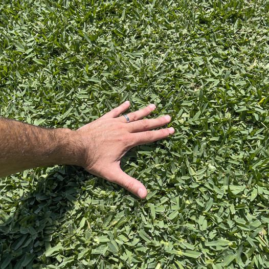 CitraBlue® St. Augustine