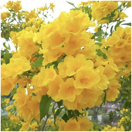 Yellow Bells - Tecoma stans