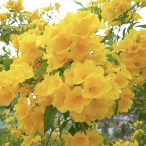 Yellow Bells - Tecoma stans