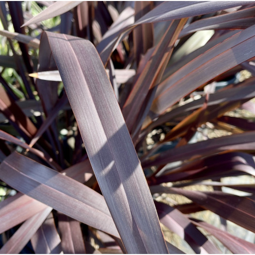 Platt’s Black Flax  - Phormium ‘Platt’s Black’