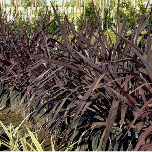 Platt’s Black Flax  - Phormium ‘Platt’s Black’