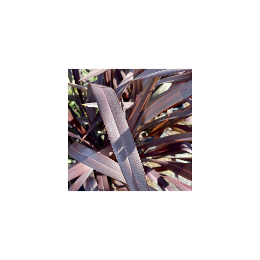 Platt’s Black Flax  - Phormium ‘Platt’s Black’