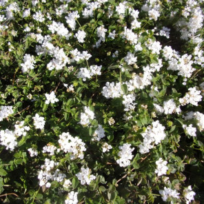 White Lantana - Lantana 'Alba'